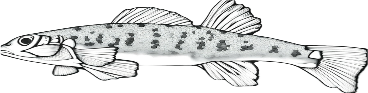 scaly sand darter illustration