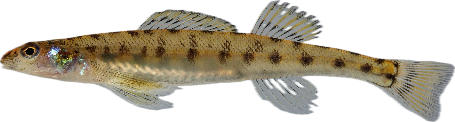 scaly sand darter — fish species identification photo
