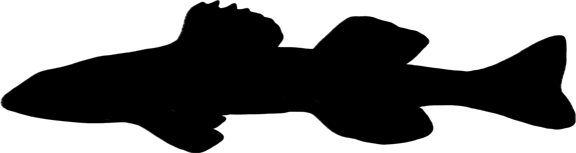 scaly sand darter silhouette