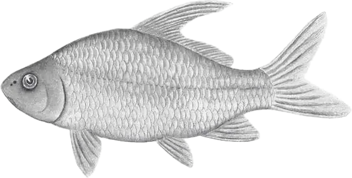 quillback illustration