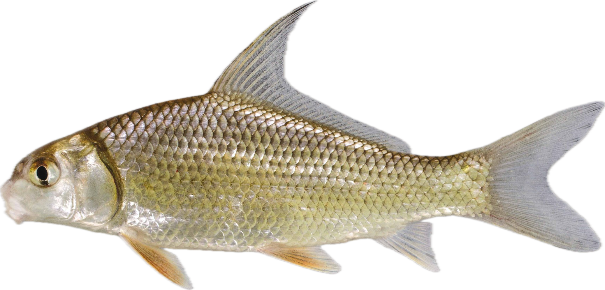 quillback — fish species identification photo