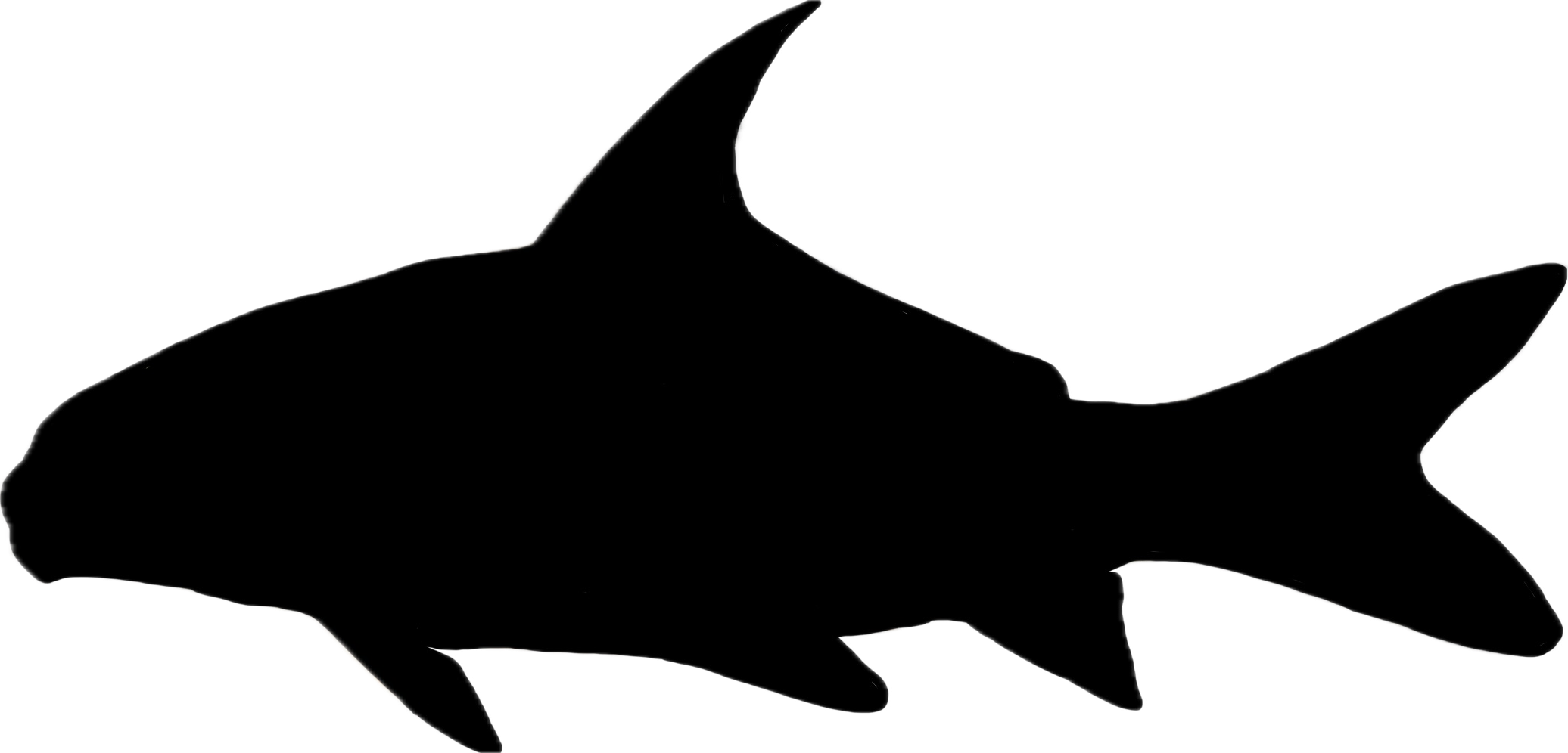 quillback silhouette