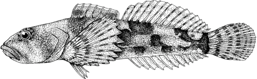 potomac sculpin illustration