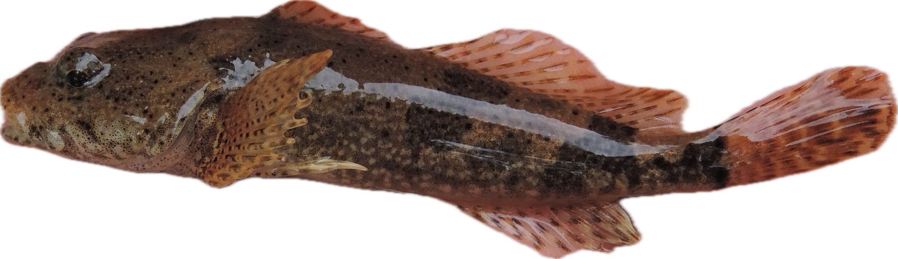 potomac sculpin — fish species identification photo