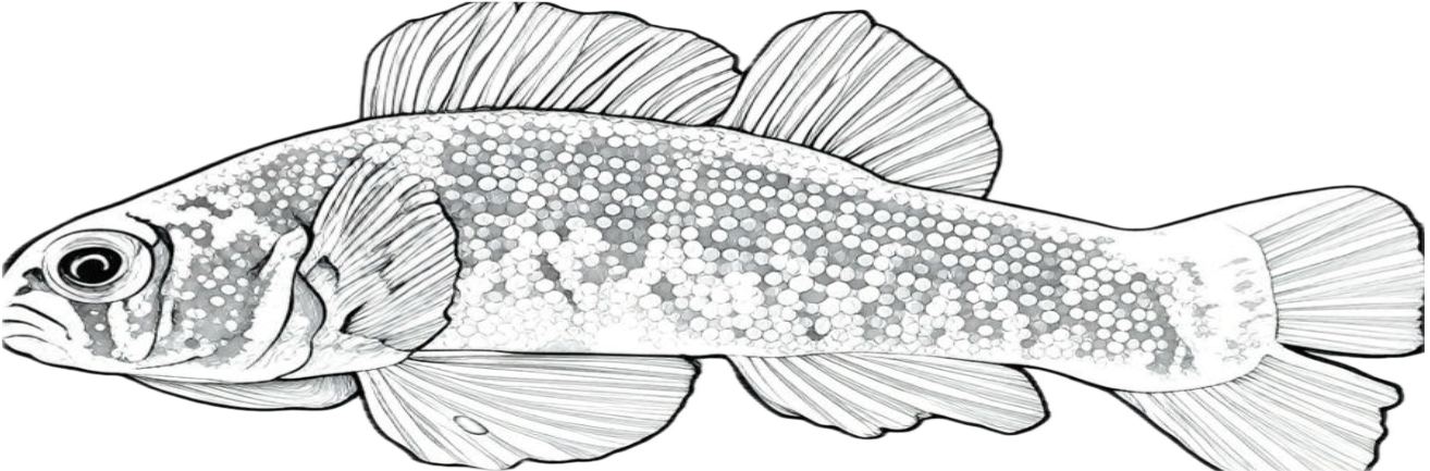 goldstripe darter illustration