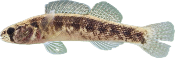 goldstripe darter — fish species identification photo