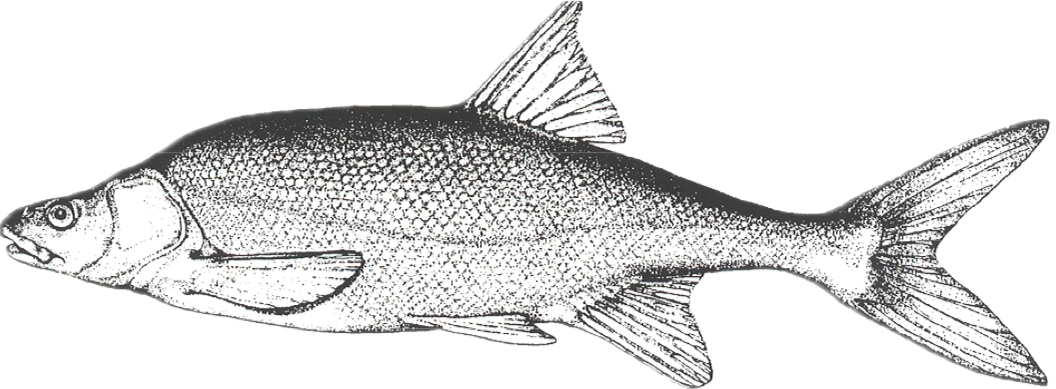 roundtail chub illustration