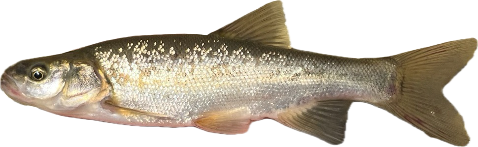 roundtail chub — fish species identification photo