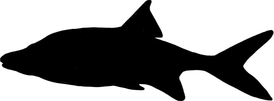 roundtail chub silhouette