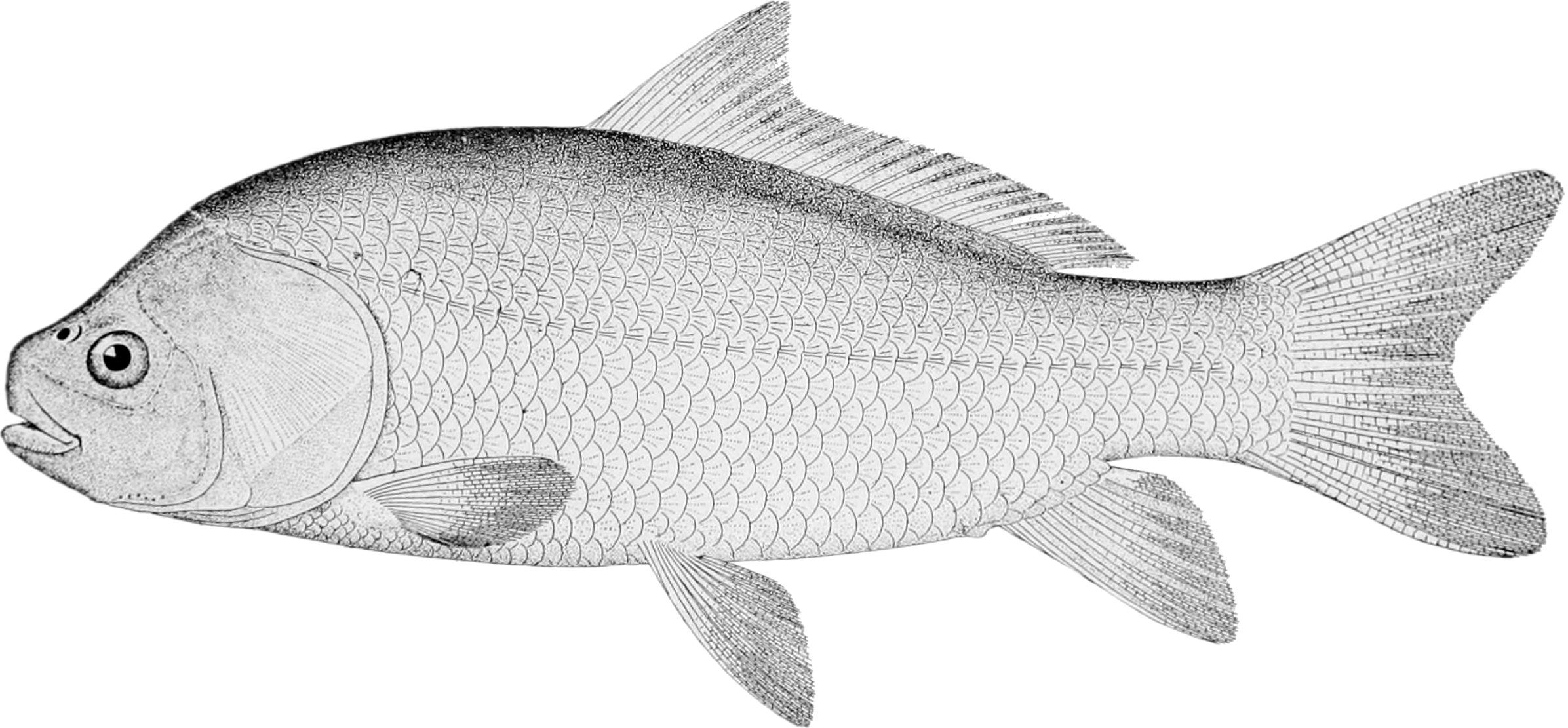 smallmouth buffalo illustration