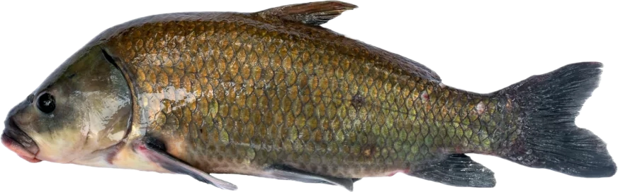 smallmouth buffalo — fish species identification photo
