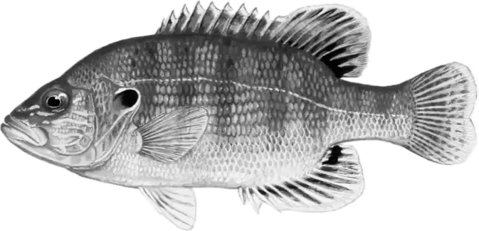 green sunfish illustration