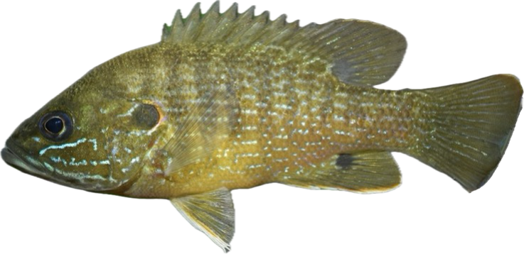 green sunfish — fish species identification photo