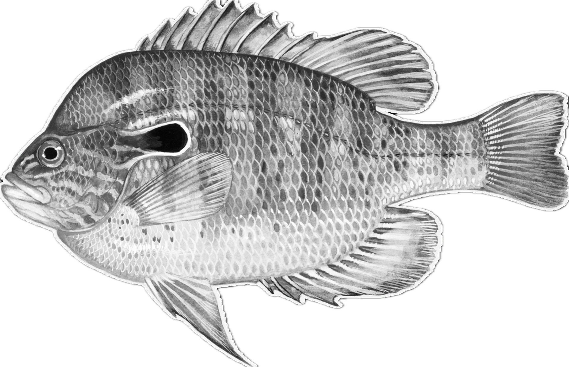 longear sunfish illustration
