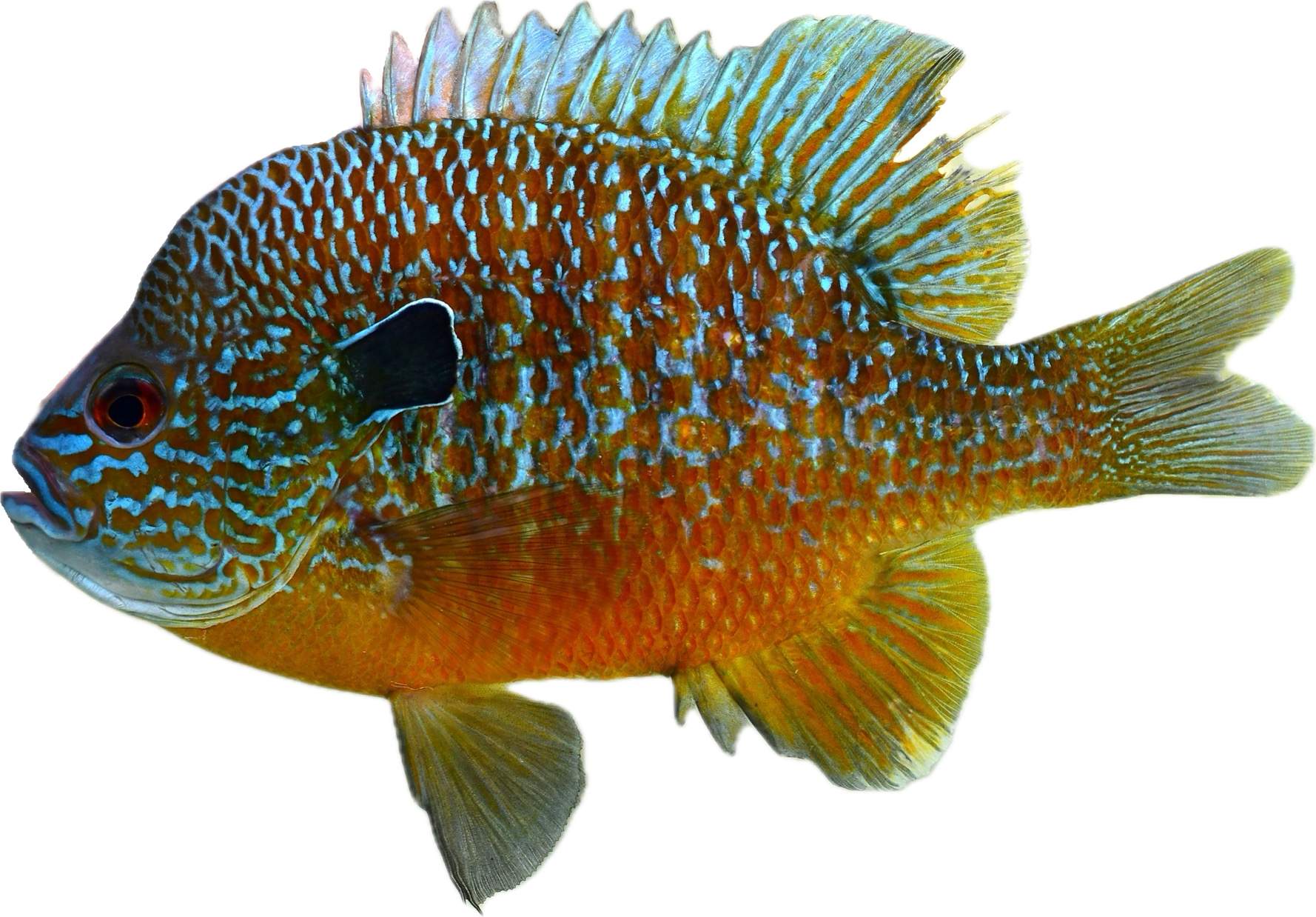 longear sunfish — fish species identification photo