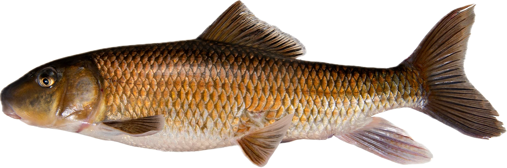 notchlip redhorse — fish species identification photo