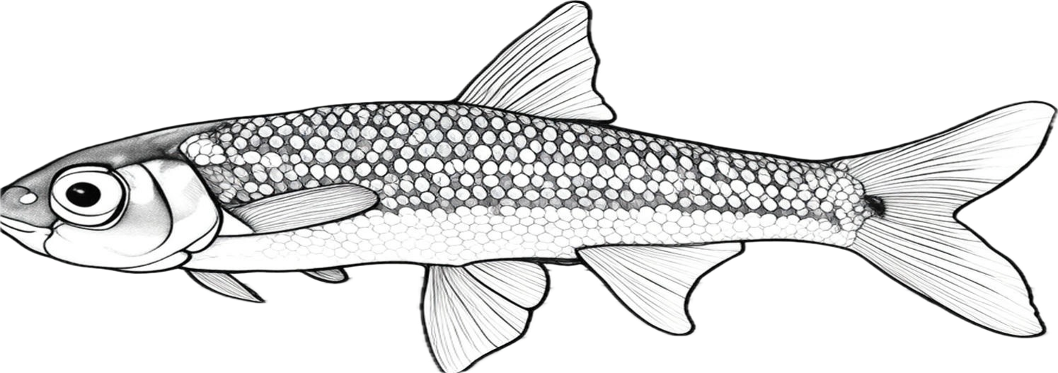 wedgespot shiner illustration