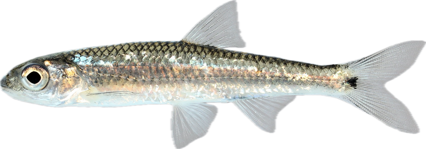 wedgespot shiner — fish species identification photo