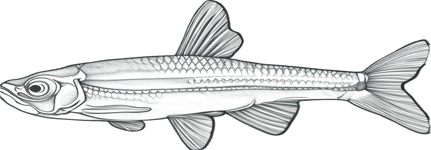 tennessee shiner illustration