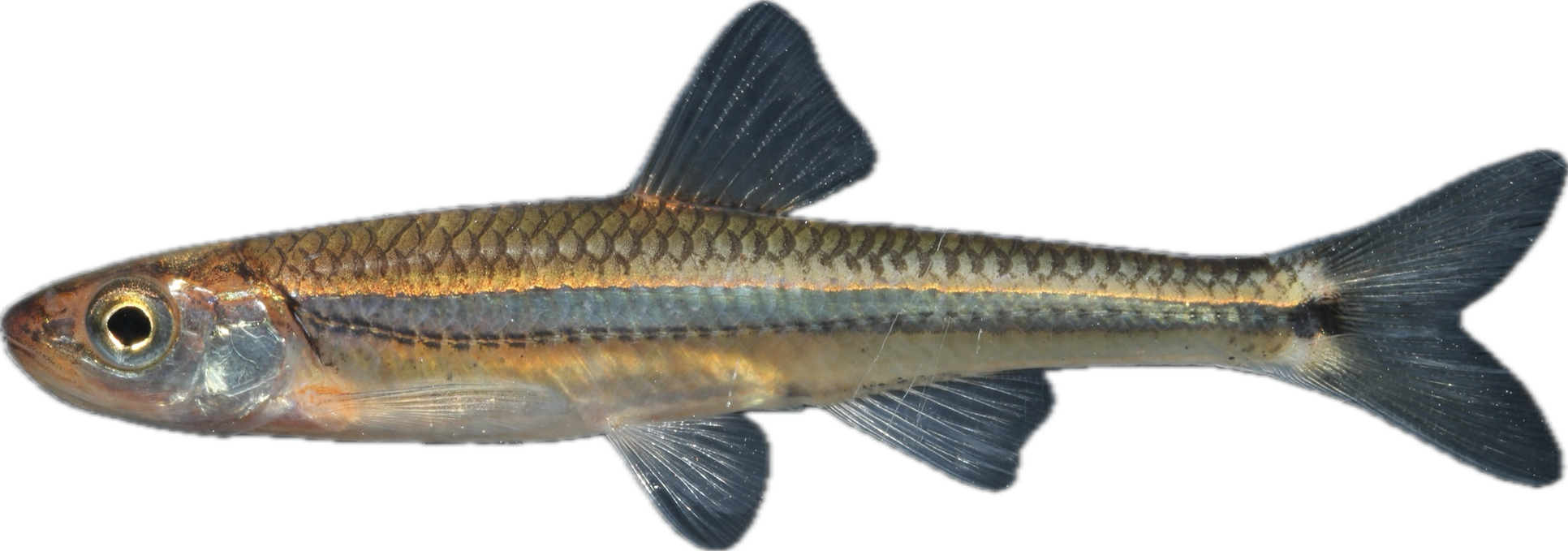 tennessee shiner — fish species identification photo
